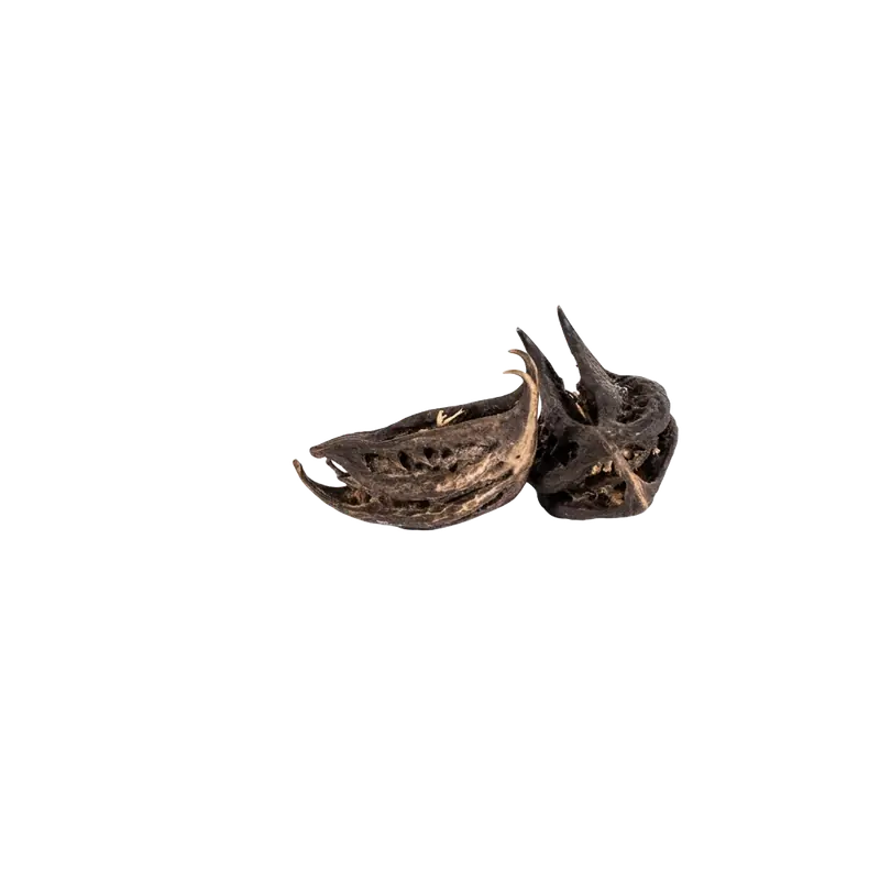 Bat Head Root