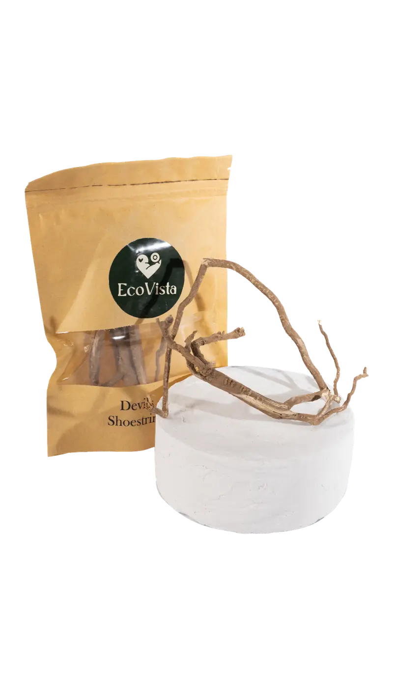 Devil Shoe String Root